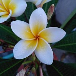সুমাইয়া আহমেদ
