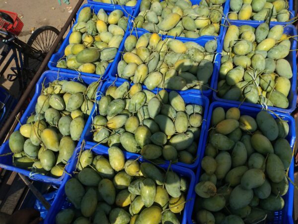 আম্রপালি (Amrapali Mango) - Image 2