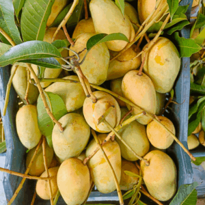 কাটিমন (Katimon Mango)