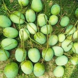 ল্যাংড়া (Langra Mango)