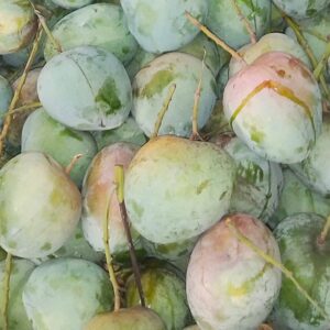 বারি-৪ (BARI-4 Mango)