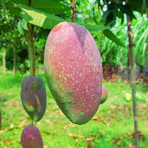 বারি-৭ (BARI-7 Mango)
