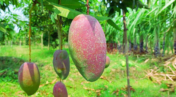 বারি-৭ (BARI-7 Mango)