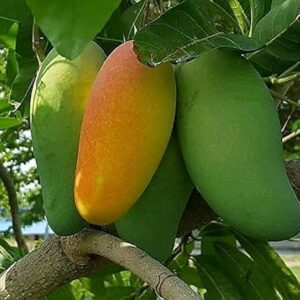 ফজলি (Fazli Mango)
