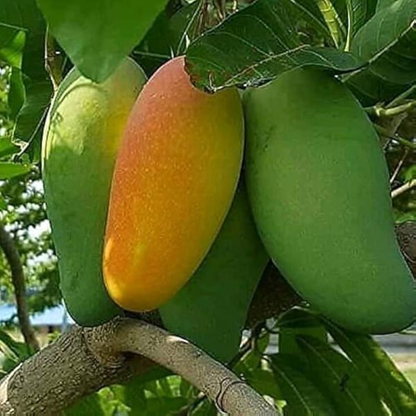ফজলি (Fazli Mango)