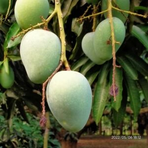 গোপালভোগ (Gopalbhog Mango)