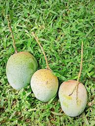 গৌরমতি (Gourmoti Mango)