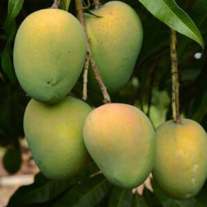 হারিয়া ভাঙ্গা (Haria Bhanga Mango)