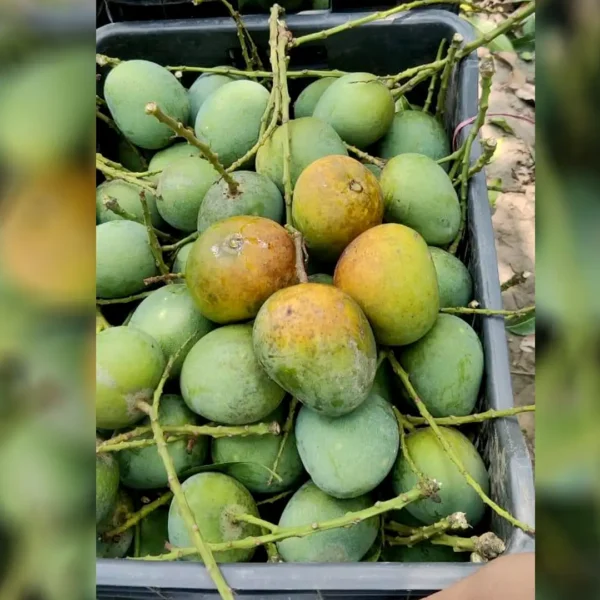 হিমসাগর (himsagor) - Image 2