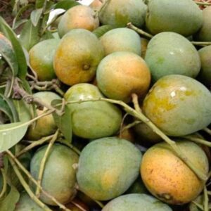 হিমসাগর (himsagor)