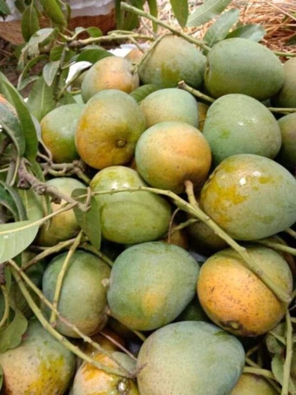 হিমসাগর (himsagor)