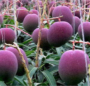 মিয়া জিকি (Mia Jiki Mango)