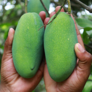 নাক ফজলি (Nak Fazli Mango)