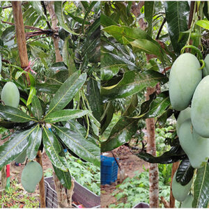 আম্রপালি (Amrapali Mango)