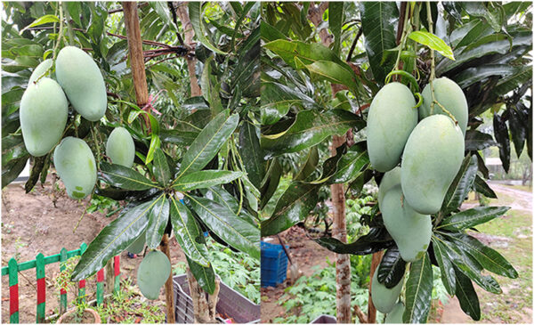 আম্রপালি (Amrapali Mango)
