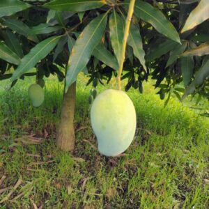 আম্রপালি (Amrapali Mango)