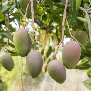 তাইওয়ান গ্রিন (Taiwan Green Mango)