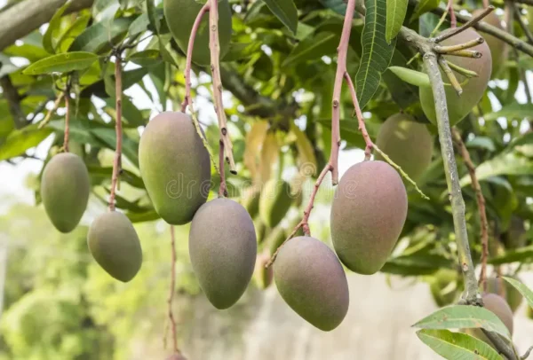 তাইওয়ান গ্রিন (Taiwan Green Mango)